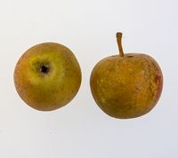 Ross Nonpareil æble